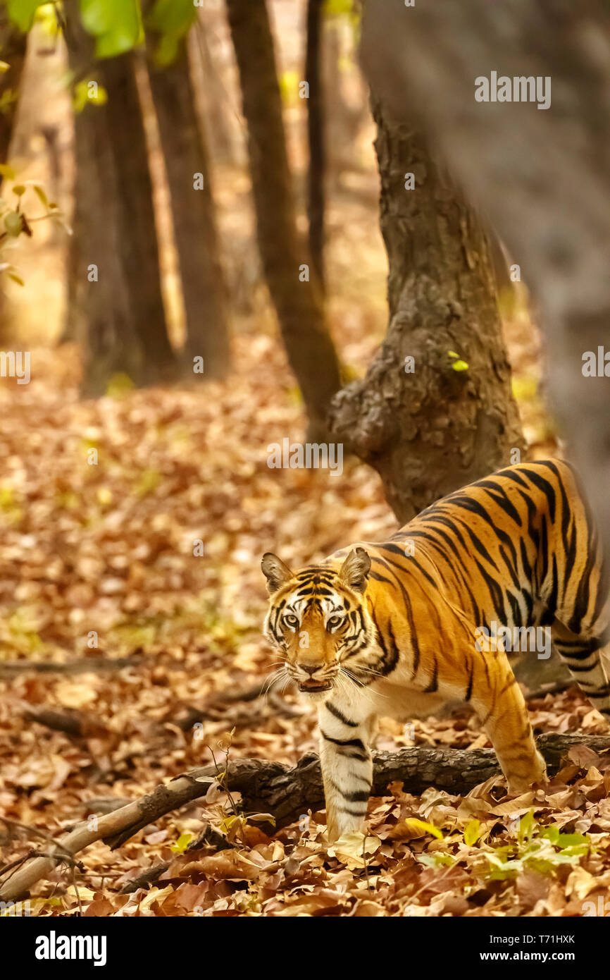 Tigress, Bengal tiger (Panthera tigris) walking in woodland, Bandhavgarh National Park, Umaria district of the central Indian state of Madhya Pradesh Stock Photo