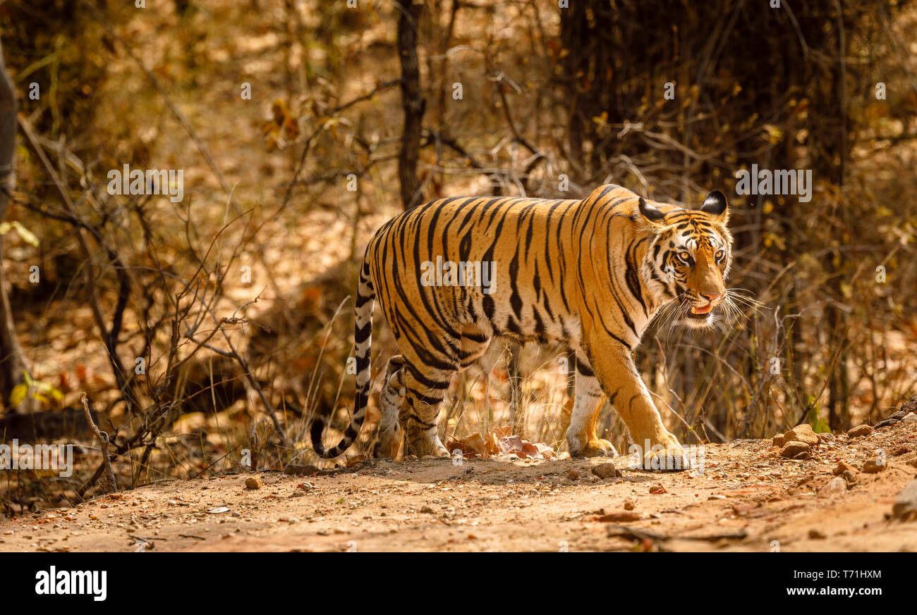Tigress, Bengal tiger (Panthera tigris) in Bandhavgarh National Park in the Umaria district of the central Indian state of Madhya Pradesh Stock Photo