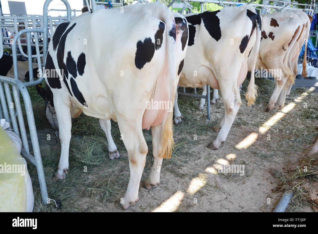 Modern farm cowshed with milking cows eating hay. Close up on udder of