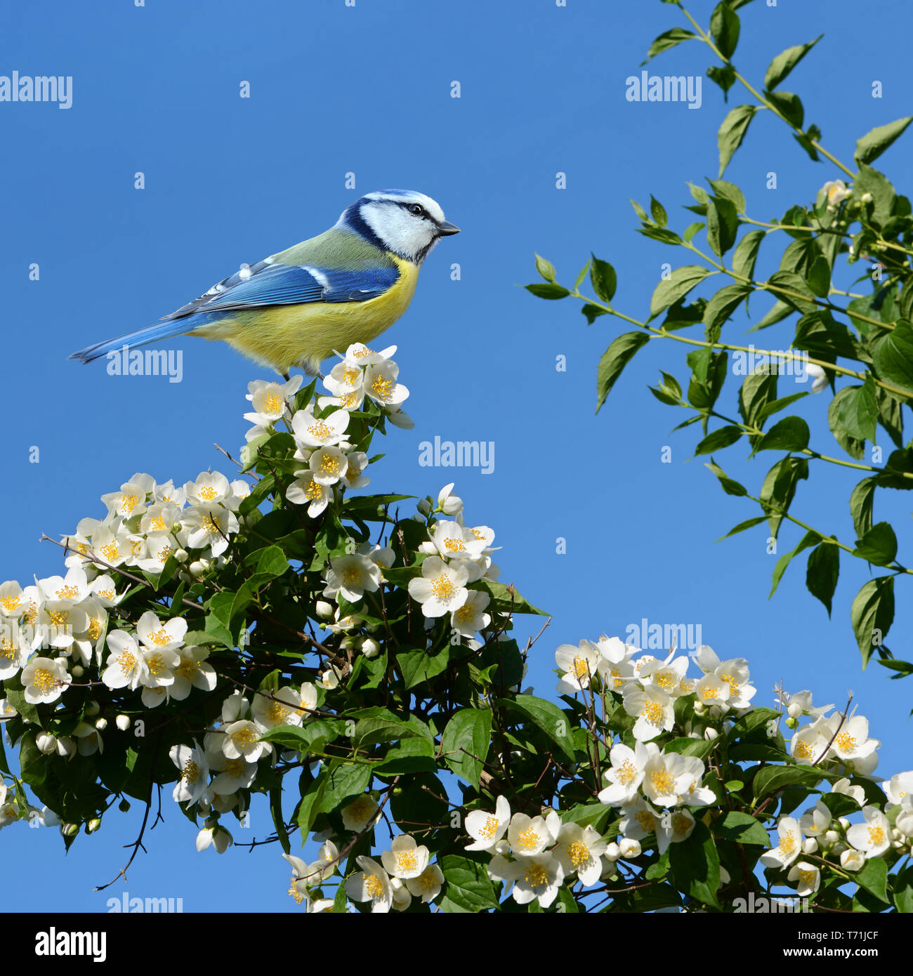 Spring 361 Stock Photo
