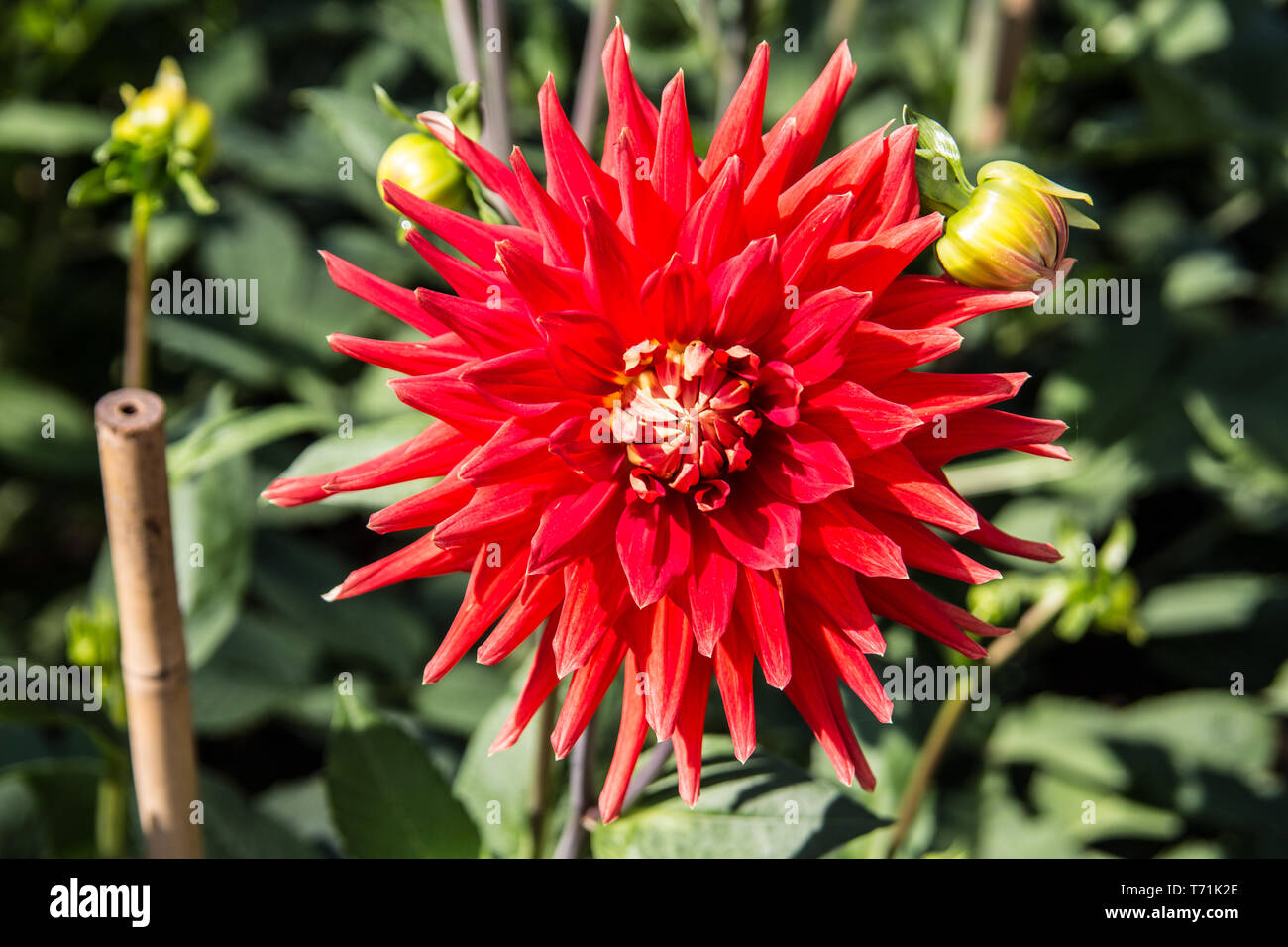 Dahlia flowers in the color rush Stock Photo