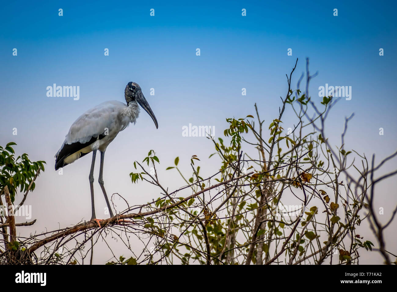 A Black Headed Ibis in Everglades National Park, Florida Stock Photo