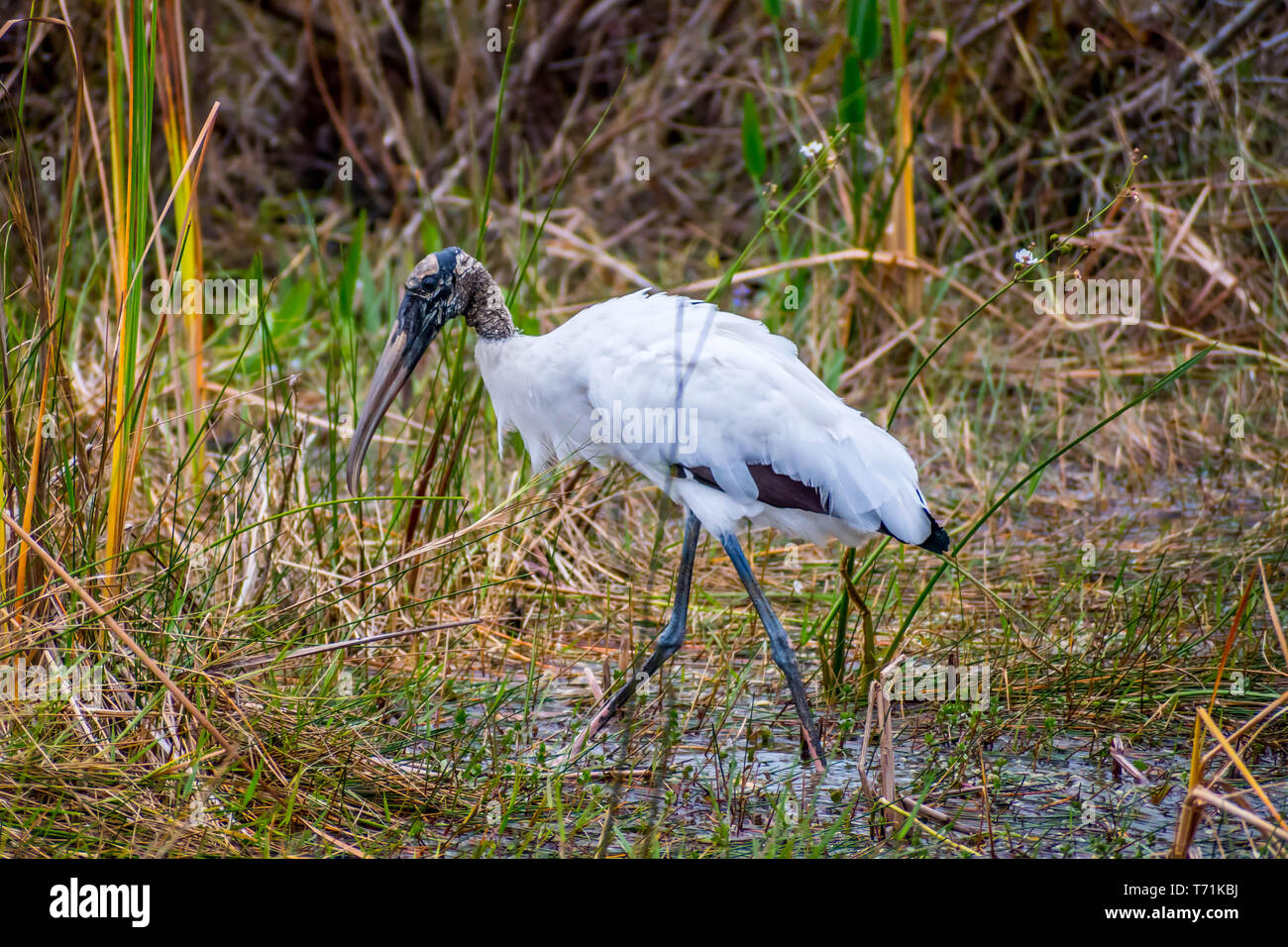 A Black Headed Ibis in Everglades National Park, Florida Stock Photo