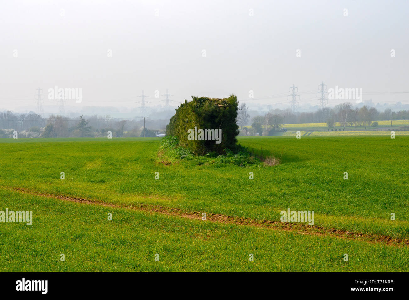 Wind break hedges planted in the middle of farmland Stock Photo