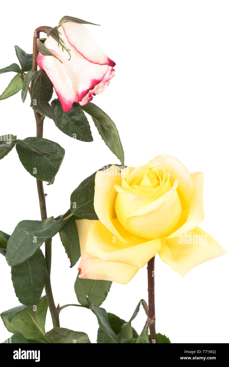 dry roses on a white background Stock Photo