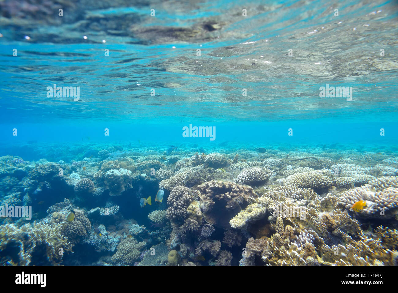 beautiful and diverse  coral reef  Stock Photo