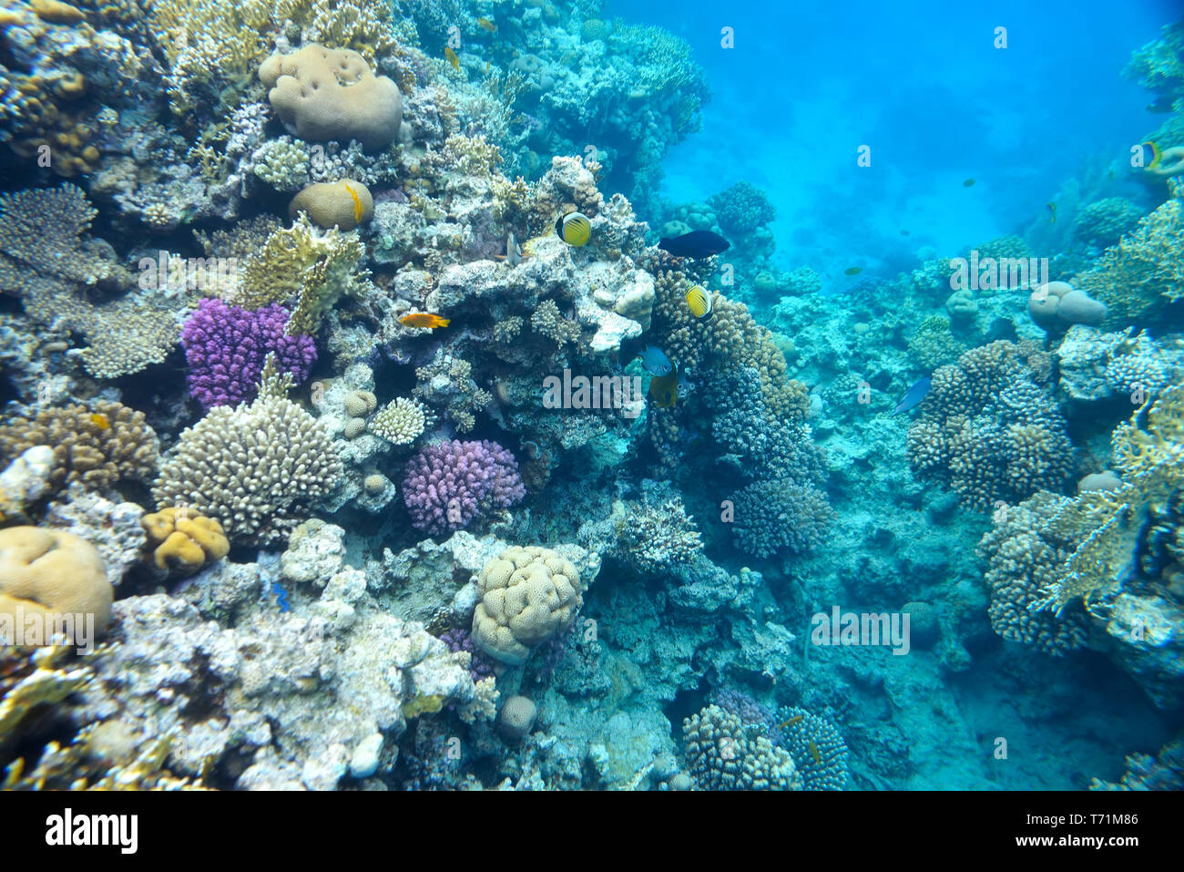 beautiful and diverse  coral reef  Stock Photo