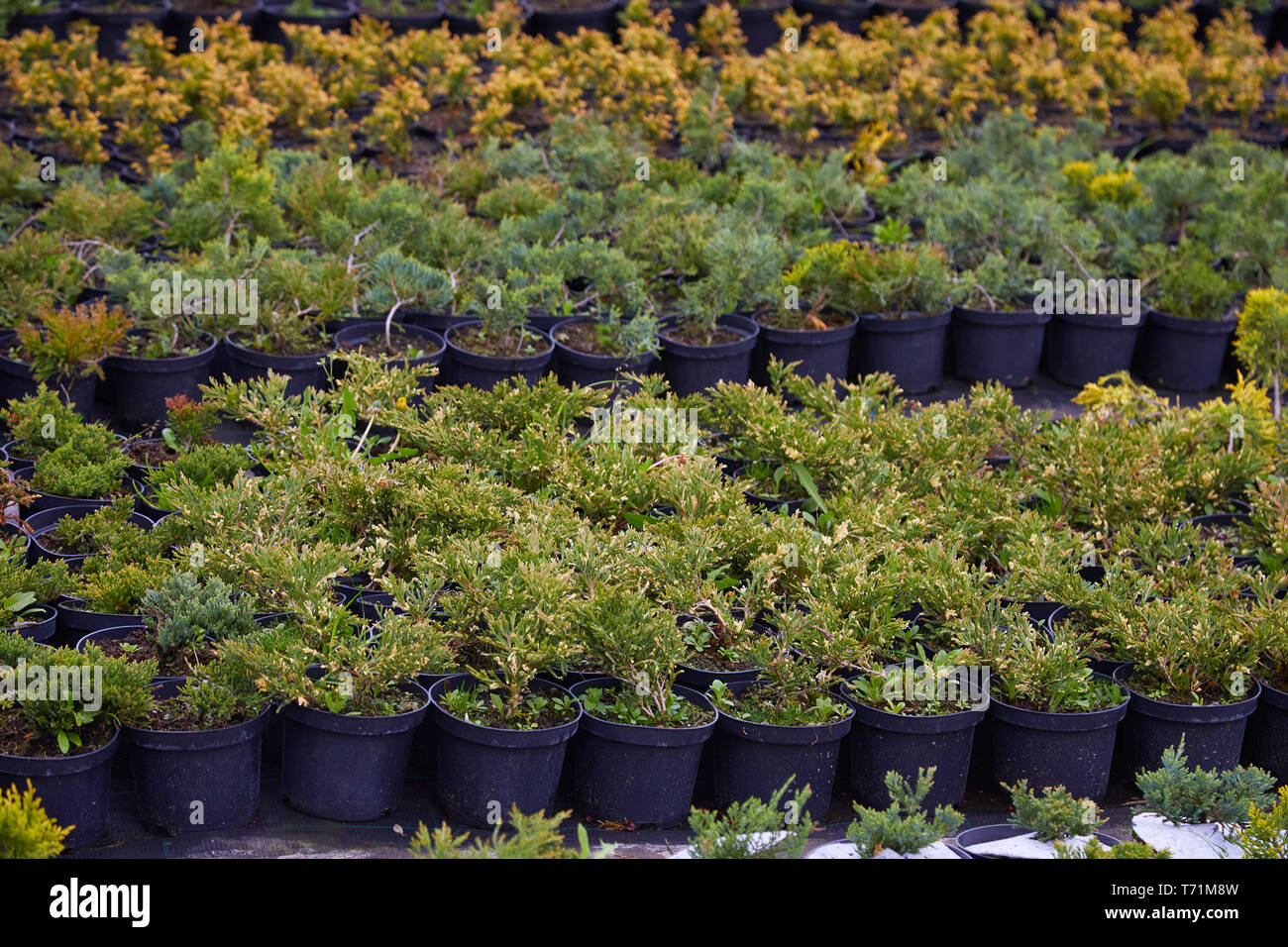 Juniper bushes in garden shop. Seedlings of juniper bushes in pots in garden store spring. Nursery of various green spruce plants for gardening. Diffe Stock Photo