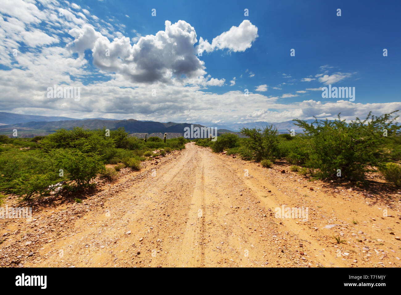 Trichocereus pasacana cactus hi-res stock photography and images - Alamy