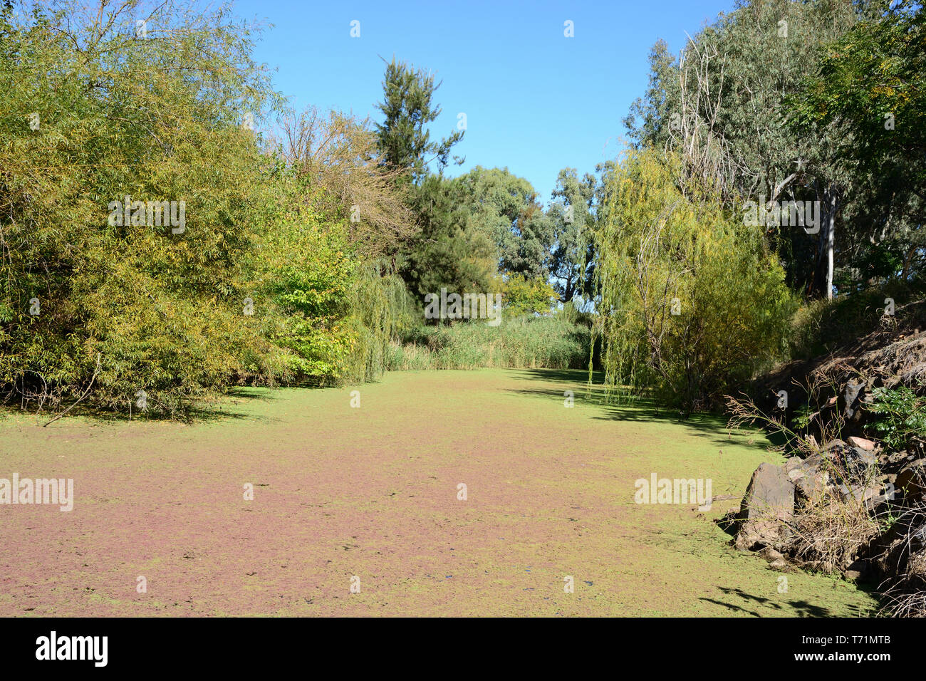 Algae growth on stagnant water of Goonoo Goonoo Creek at Tamworth NSW Australia. Stock Photo