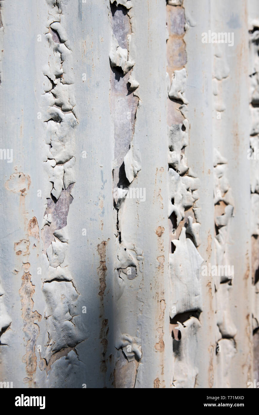 Old rusty, painted and weathered corrugated iron panels. Stock Photo