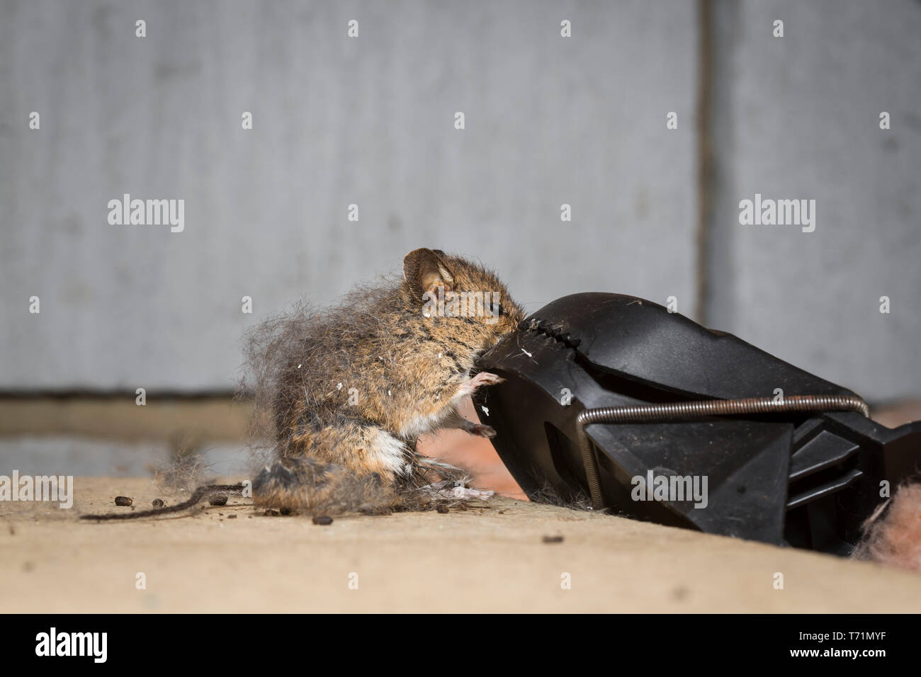 A small brown mouse caught by it's nose in a mouse trap in a loft or attic  Stock Photo - Alamy