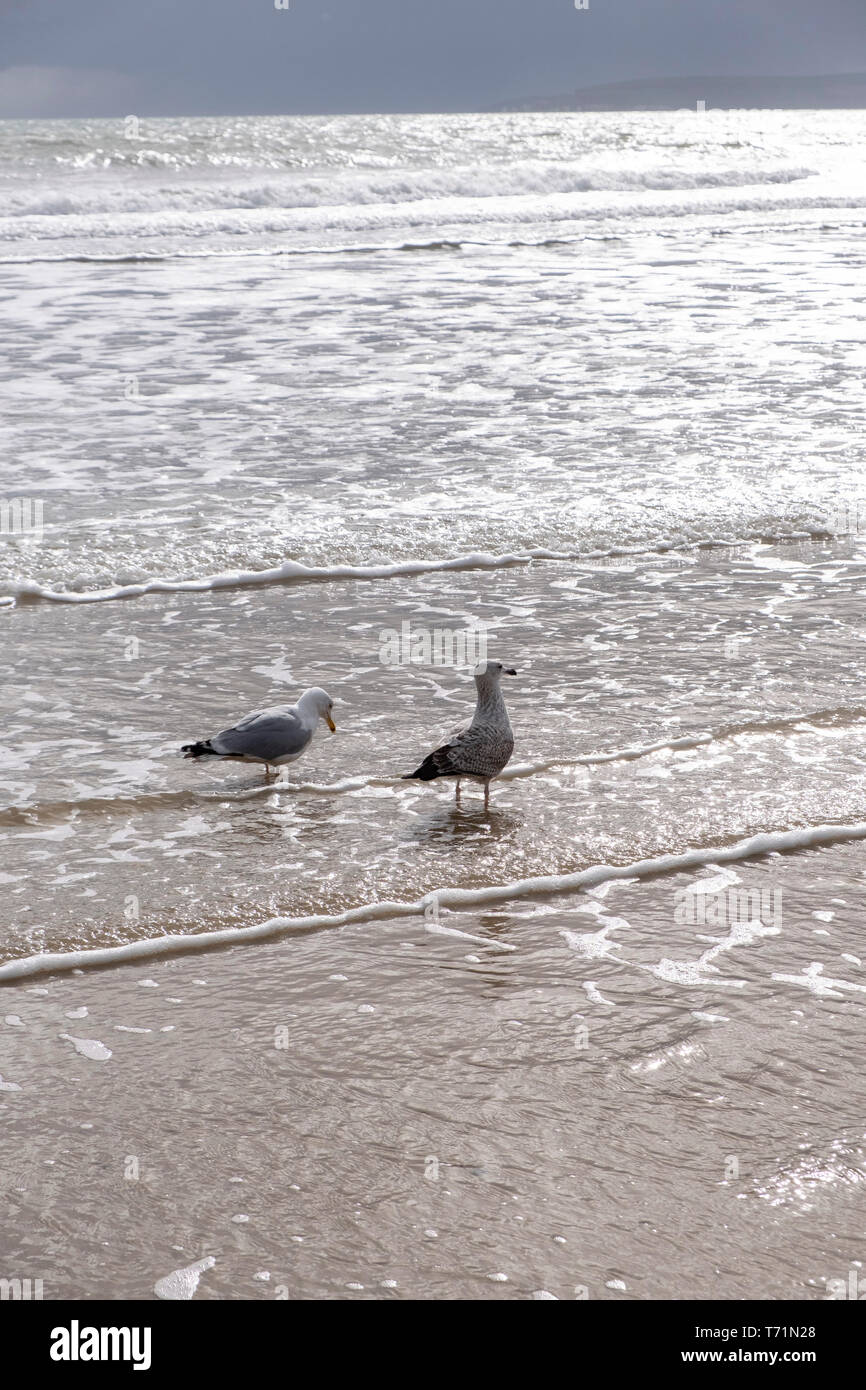 Two gulls walking in the sea on sandy beach. Stock Photo