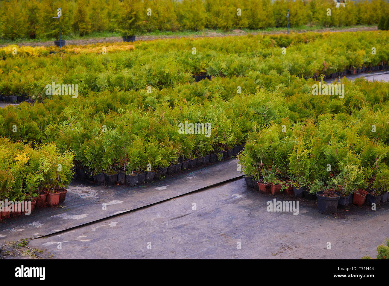 Juniper bushes in garden shop. Seedlings of juniper bushes in pots in garden store spring. Nursery of various green spruce plants for gardening. Diffe Stock Photo