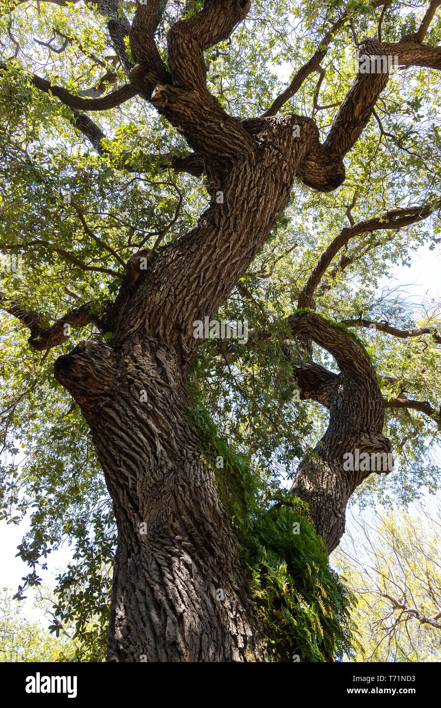 Quercus virginiana, also known as the Southern Live Oak Stock Photo