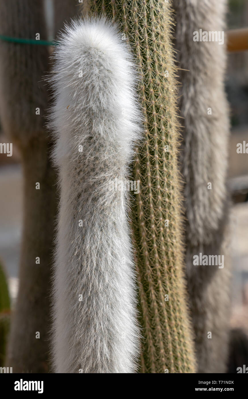Silver woolly Cleistocactus straussii (Heese) Backeb Stock Photo