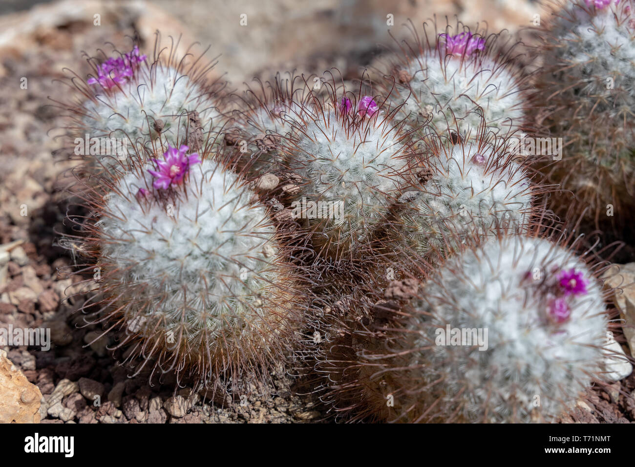 View of a Mammillaria bombycina Quehl starting to flower Stock Photo