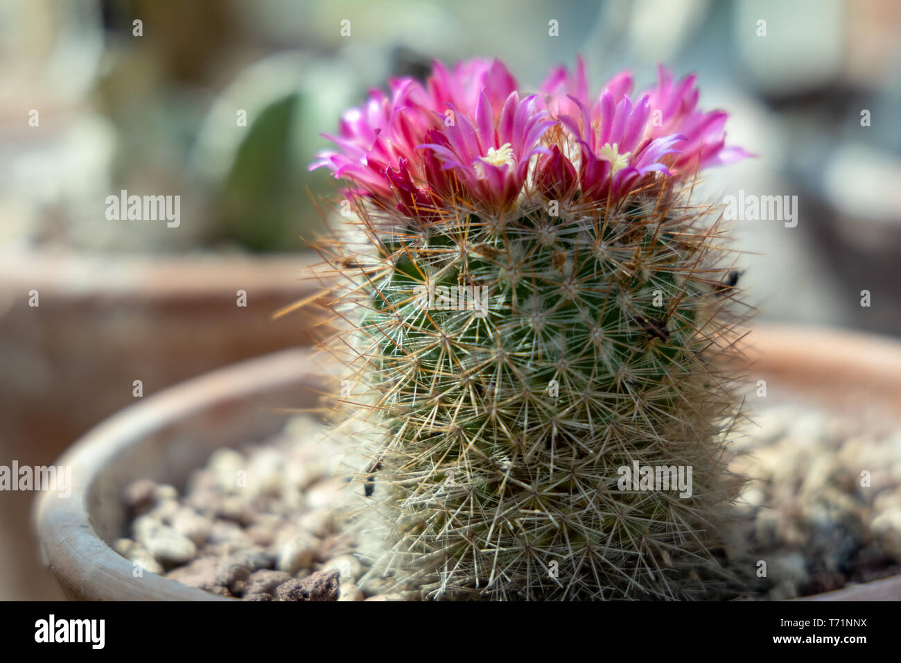 Cactus growing in a terracotta pot with pink flowers Stock Photo