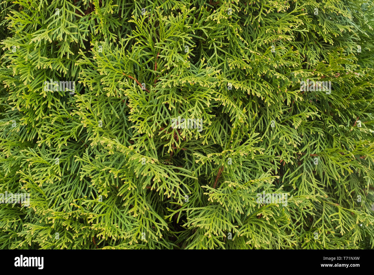 Thuja occidentalis branches as natural beautiful fence Stock Photo