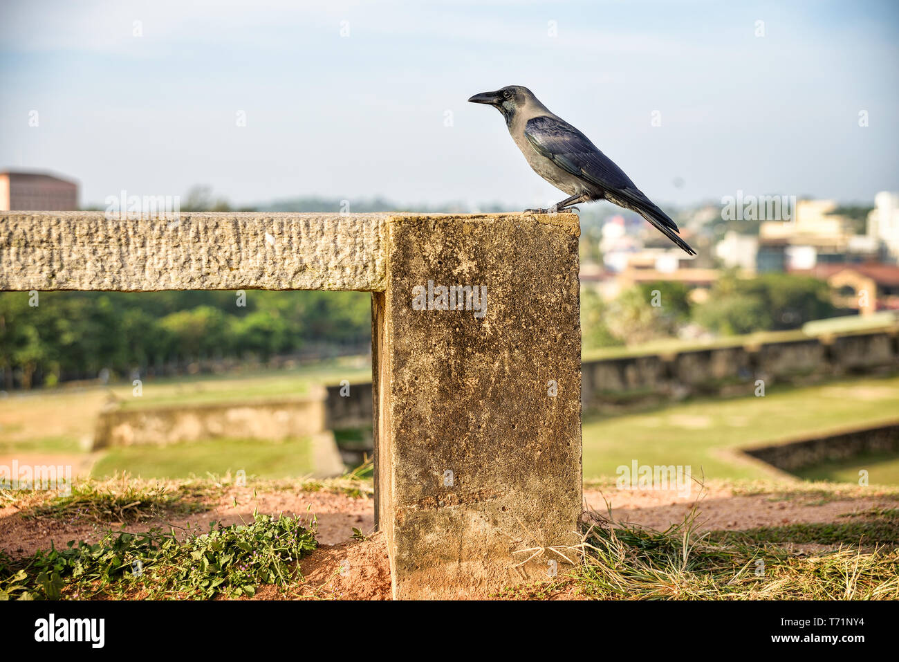 CROW SCIENTIFIC NAME IN SRI LANKA visual data 5