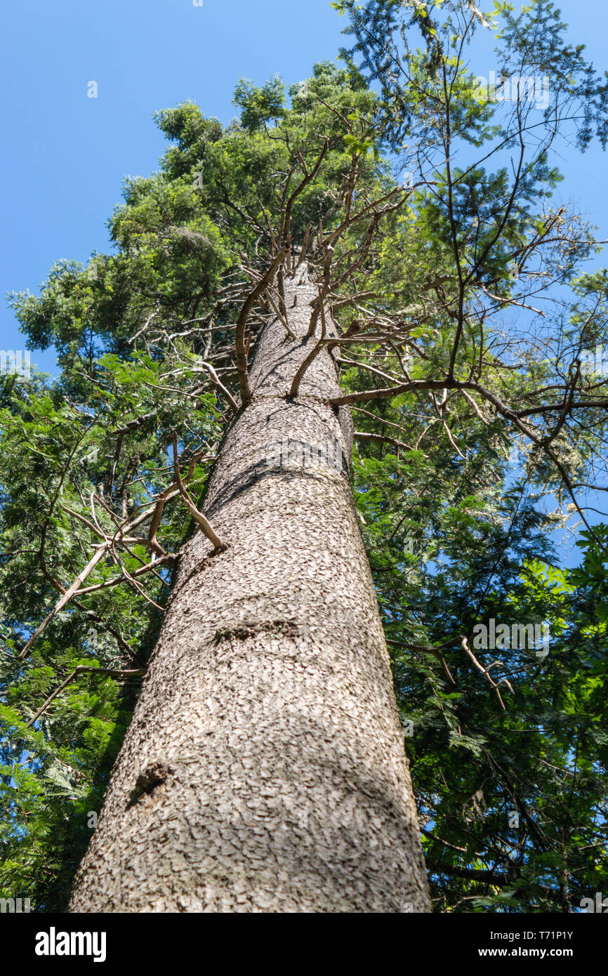 Tall statuesque hires stock photography and images Alamy