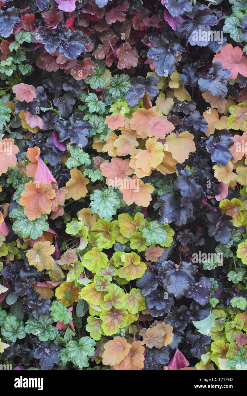 Heuchera. Vibrant foliage of several heuchera plants form a living wall in a vertical garden provides colour year round. UK Stock Photo
