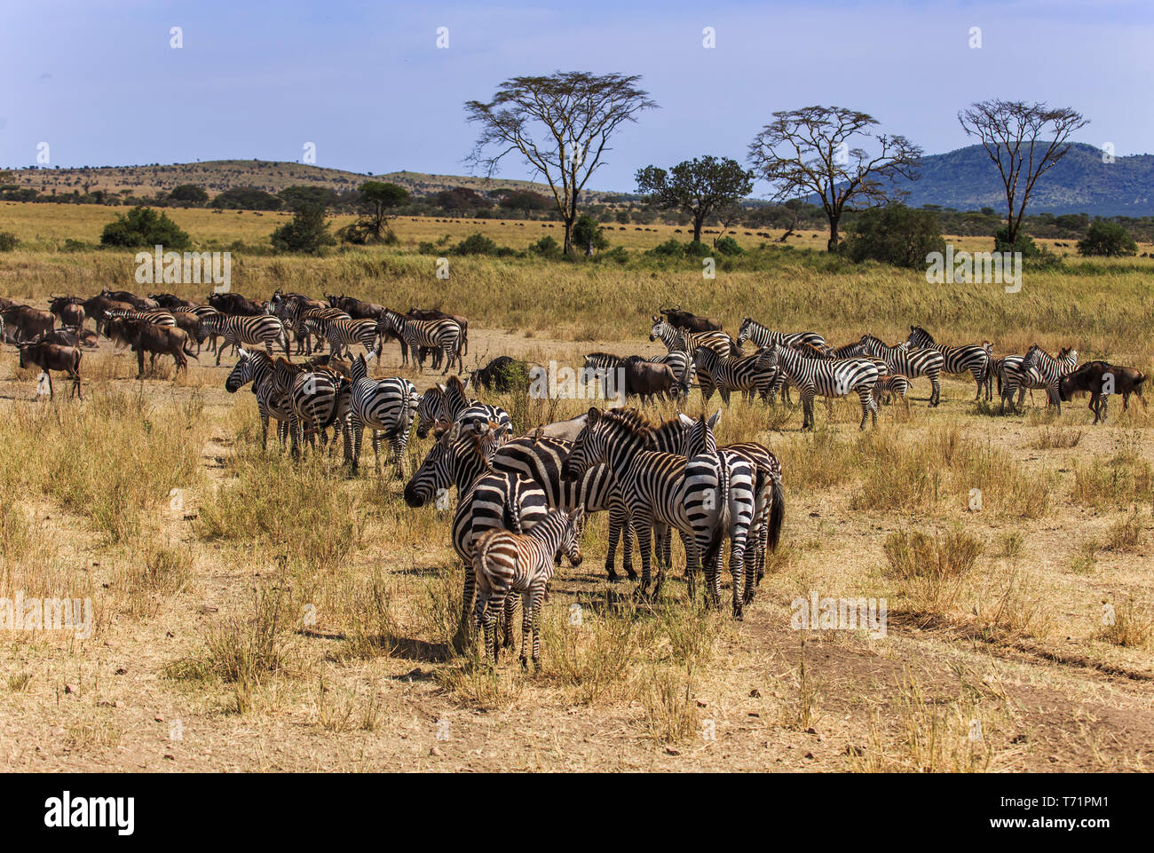 a small herd of migrating zebras and wildebeests walk on an African safari reserve Stock Photo