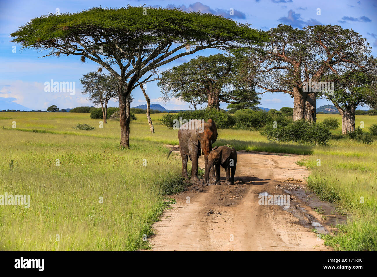 An adult elephant and a baby elephant stop on a dirt road to have a mud bath with tall trees