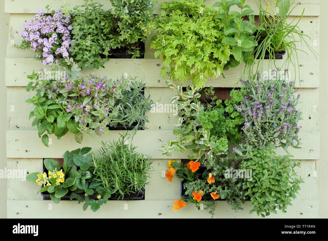 Small garden idea. Vertical garden made from upcycled wooden pallet and planted with herbs and aromatics, UK Stock Photo