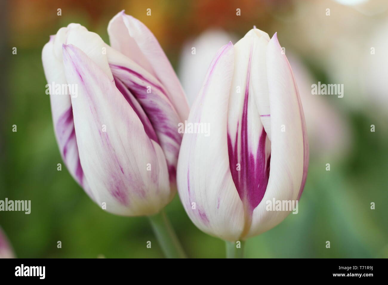 Tulipa 'Flaming Flag'. Blooms of this classical shaped Triumph tulip, spring, UK Stock Photo