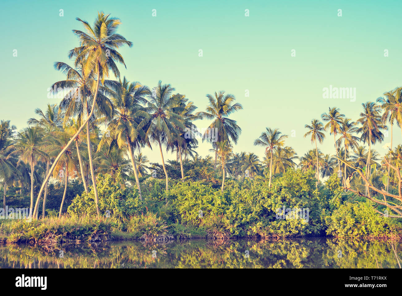 Jungle life hi-res stock photography and images - Alamy