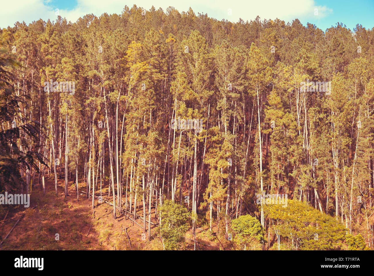 forest with tall trees Stock Photo Alamy