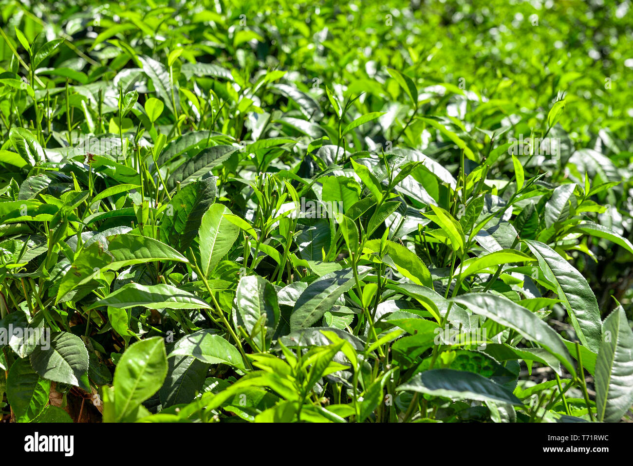 beautiful tea leaves Stock Photo Alamy