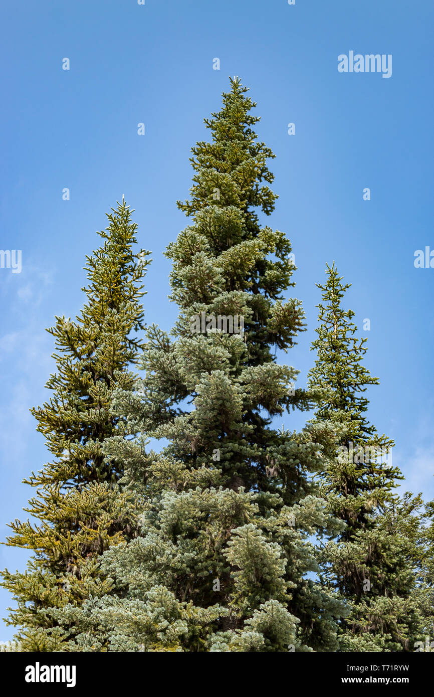 Evergreen trees against a bright summer sky in Mt Rainier National Park