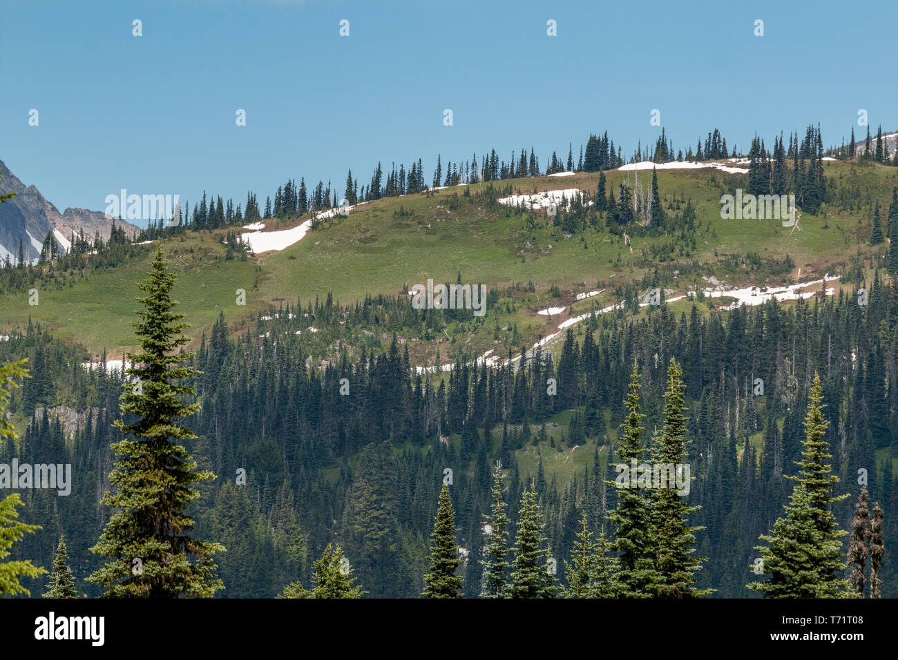 Evergreen trees grow large against mountain views in Mt Rainier National Park in Washington state. Stock Photo