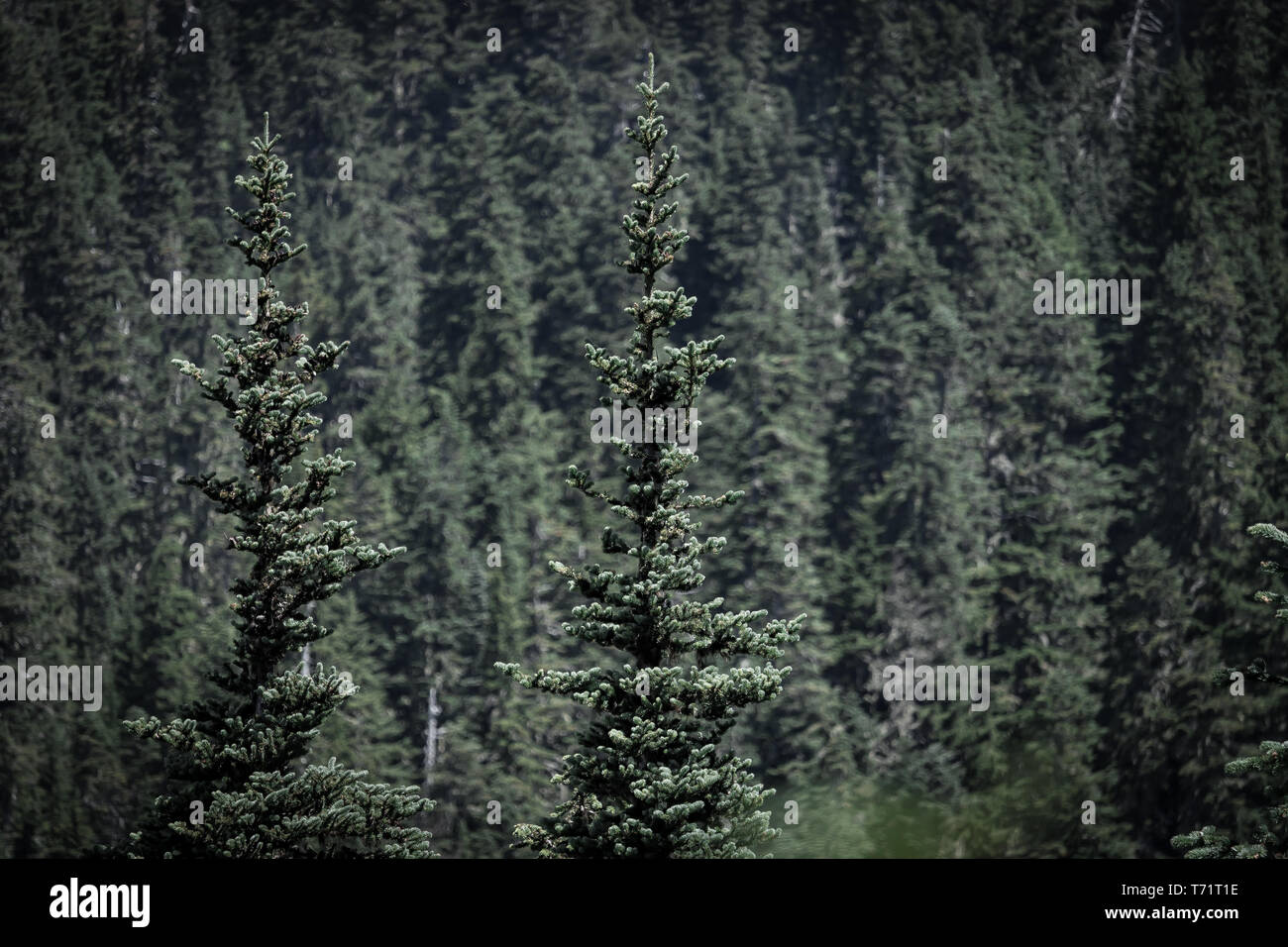 Evergreen trees grow large on Mt Rainier in Washington state Stock