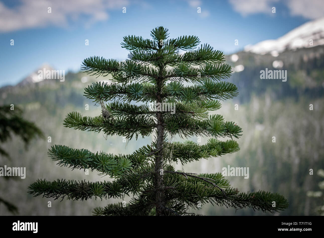 Evergreen trees grow large on Mt Rainier in Washington state. Stock Photo
