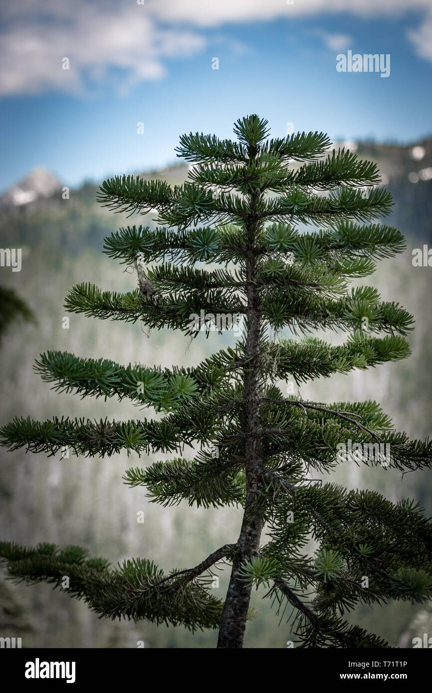 Evergreen trees grow large on Mt Rainier in Washington state Stock