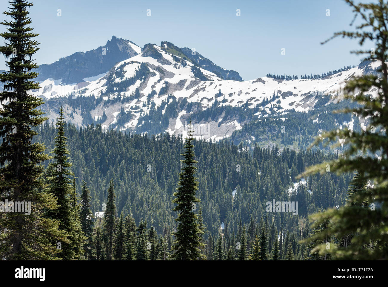 Evergreen trees grow large against mountain views in Mt Rainier National Park in Washington state. Stock Photo