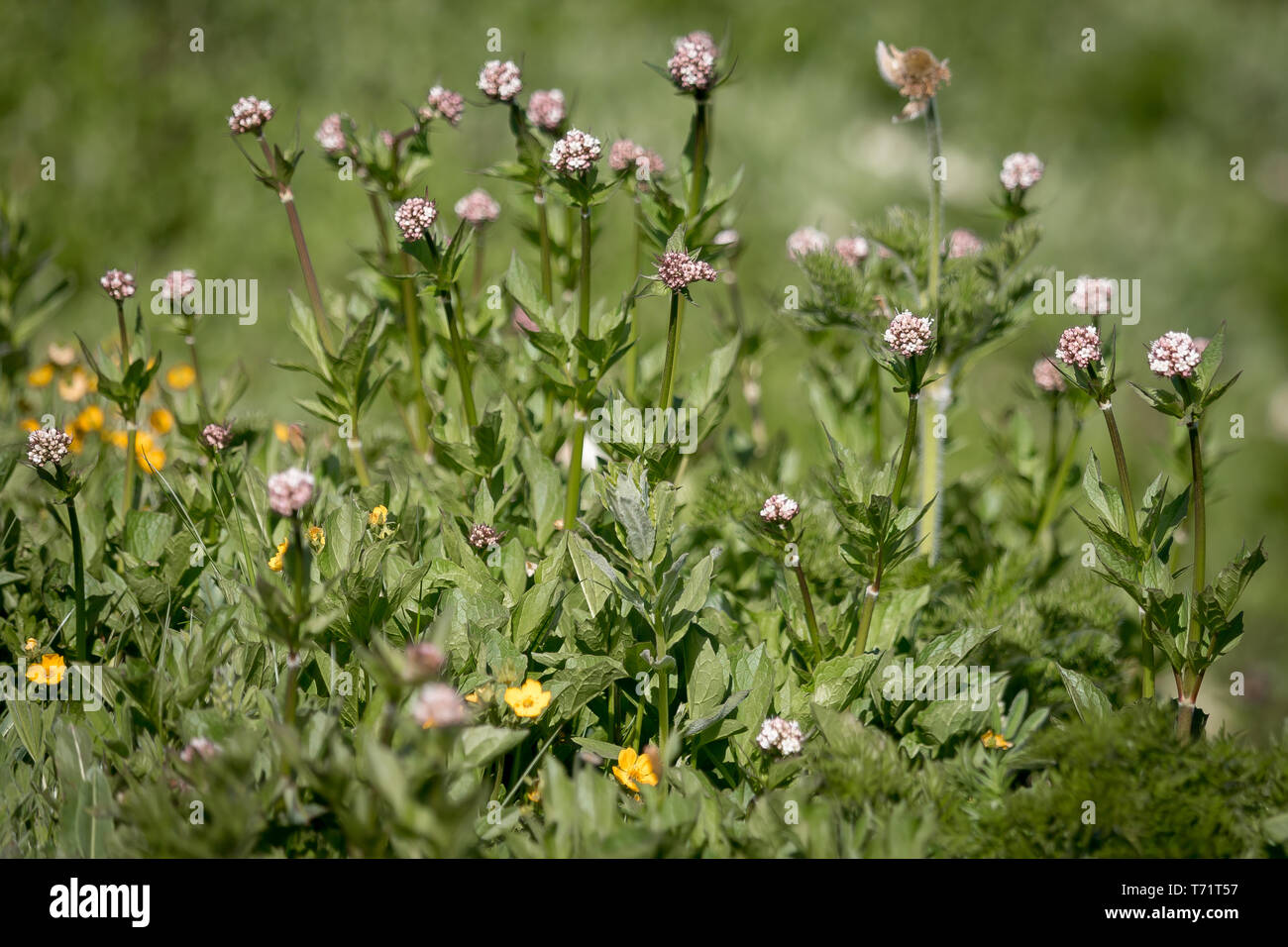 Pink, white, and yellow flowers bloom in Mt Rainier National Park