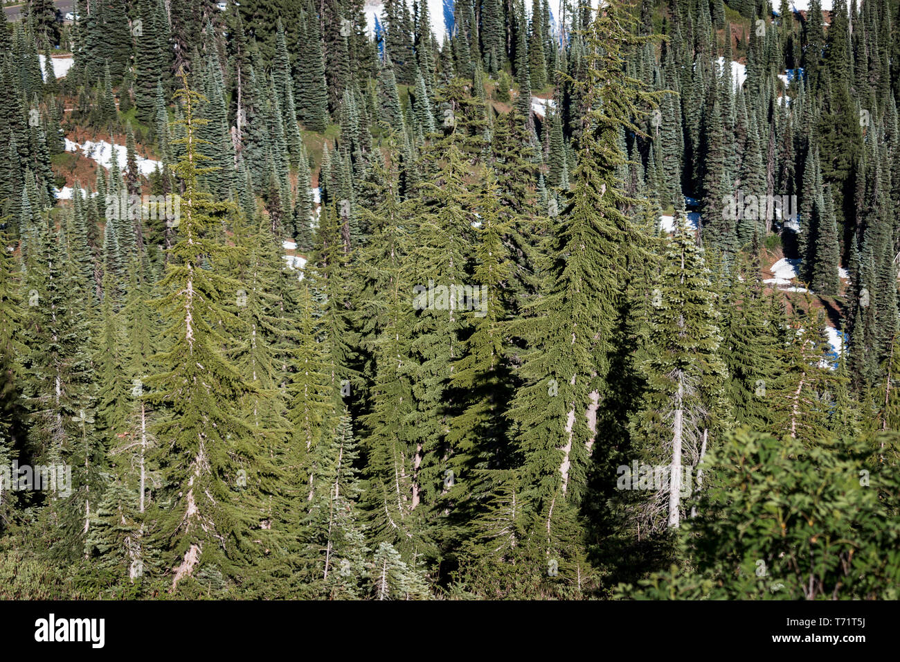 Evergreen trees grow large on Mt Rainier in Washington state Stock