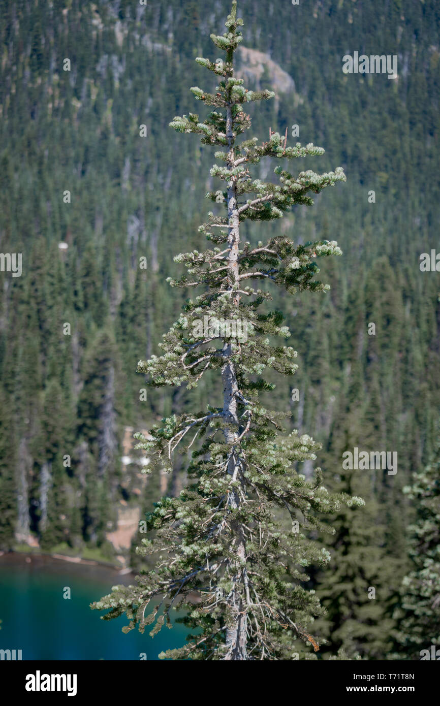 Evergreen trees grow large on Mt Rainier in Washington state Stock
