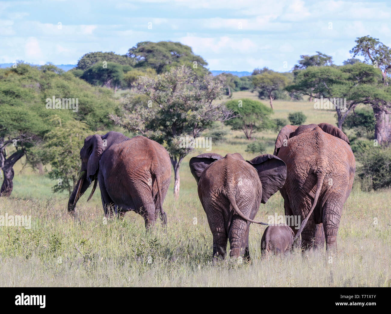 family of four elephants walking away in long grass with short baby at the back with tails swinging Stock Photo