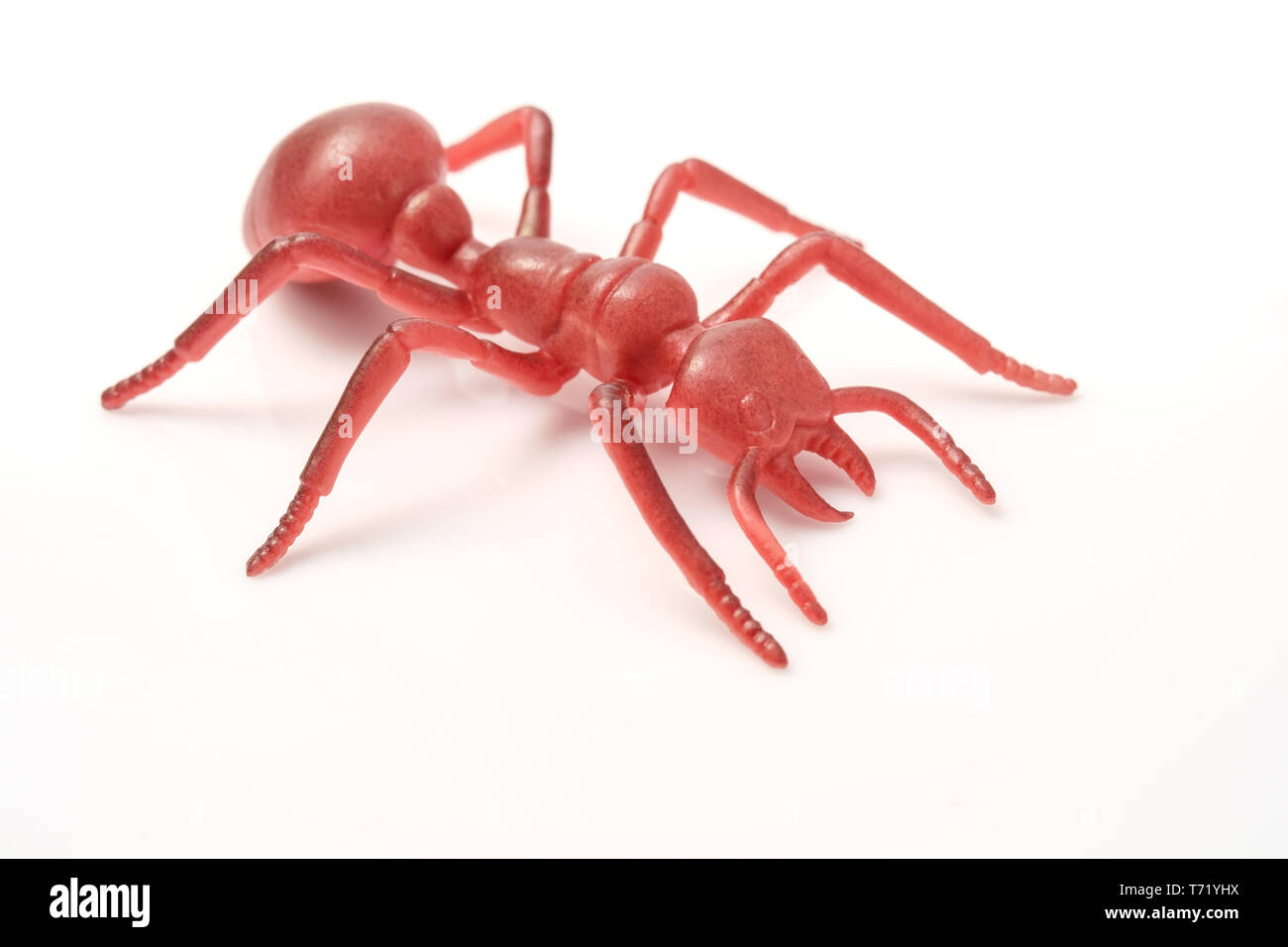 Toy ant on white background. Stock Photo