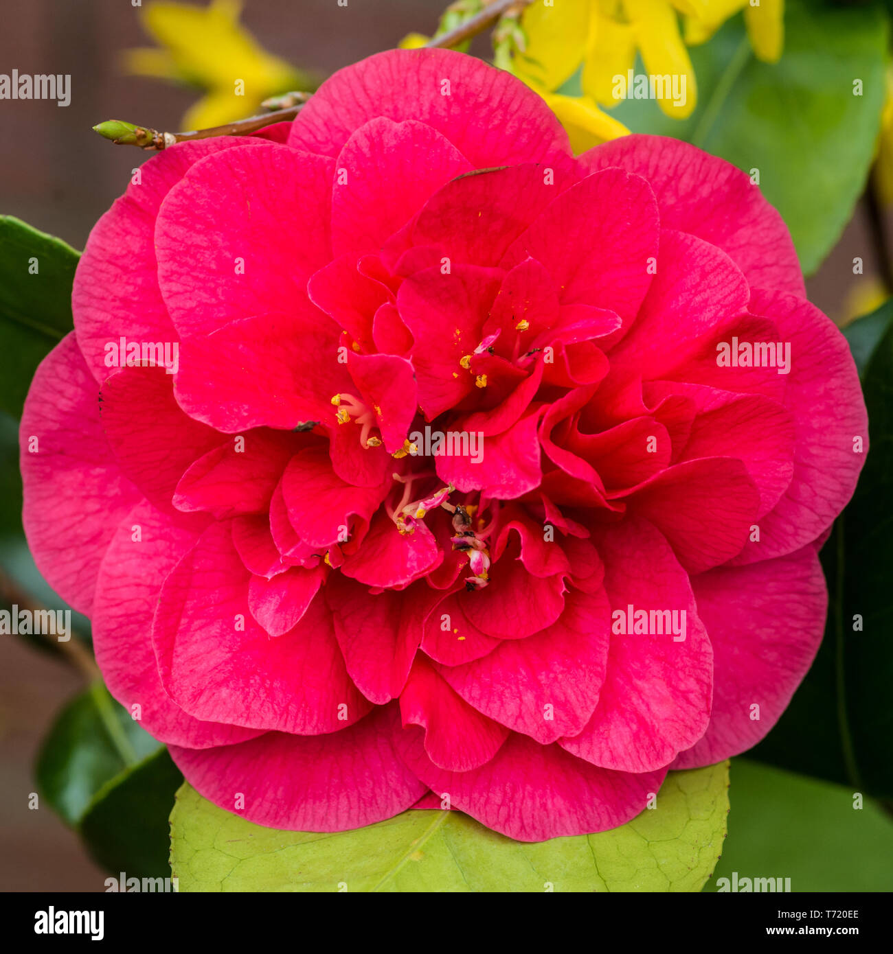 a macro shot of a camellia bush bloom. Stock Photo