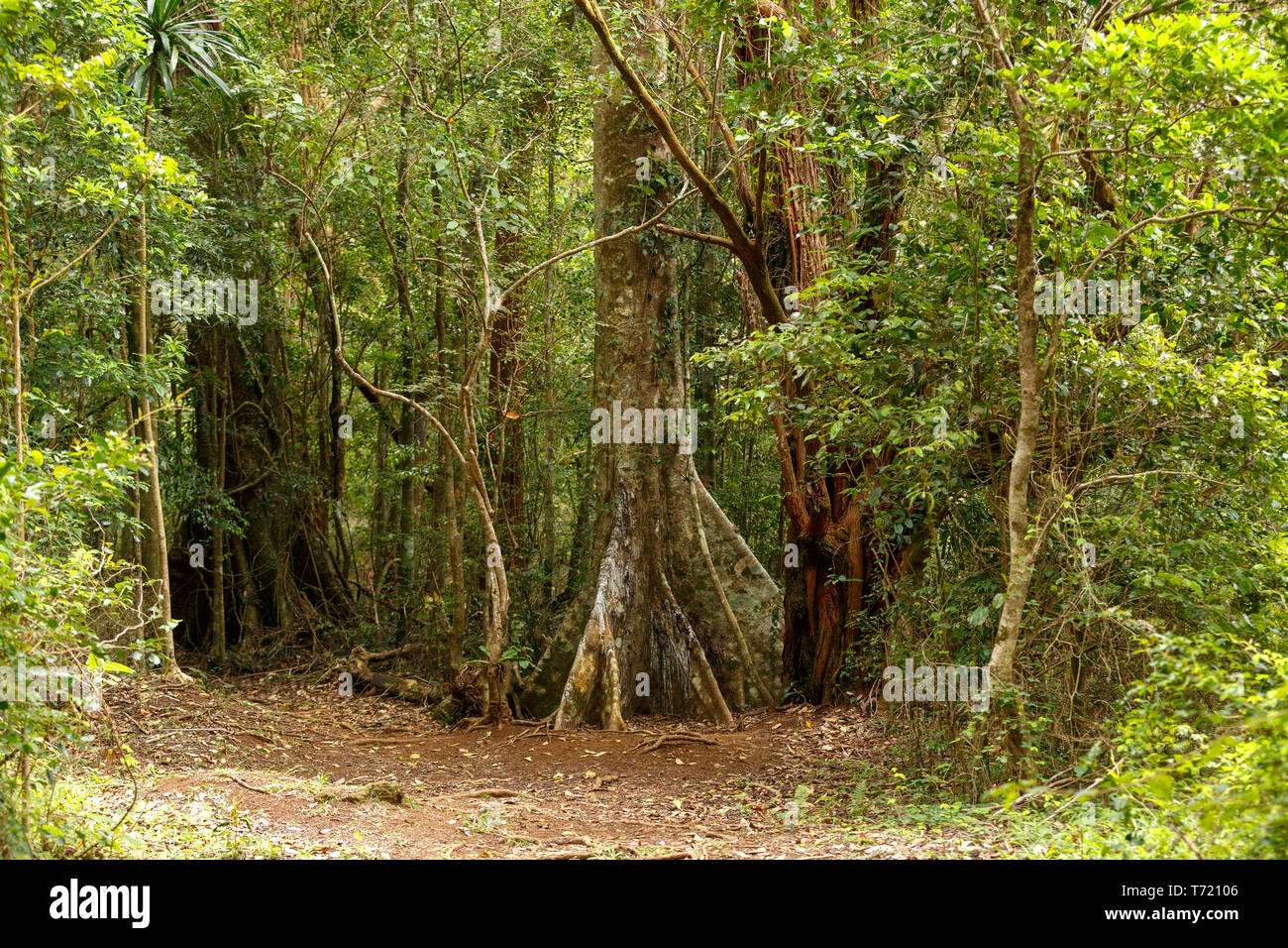 madagascar rainforest with massive trees Stock Photo Alamy
