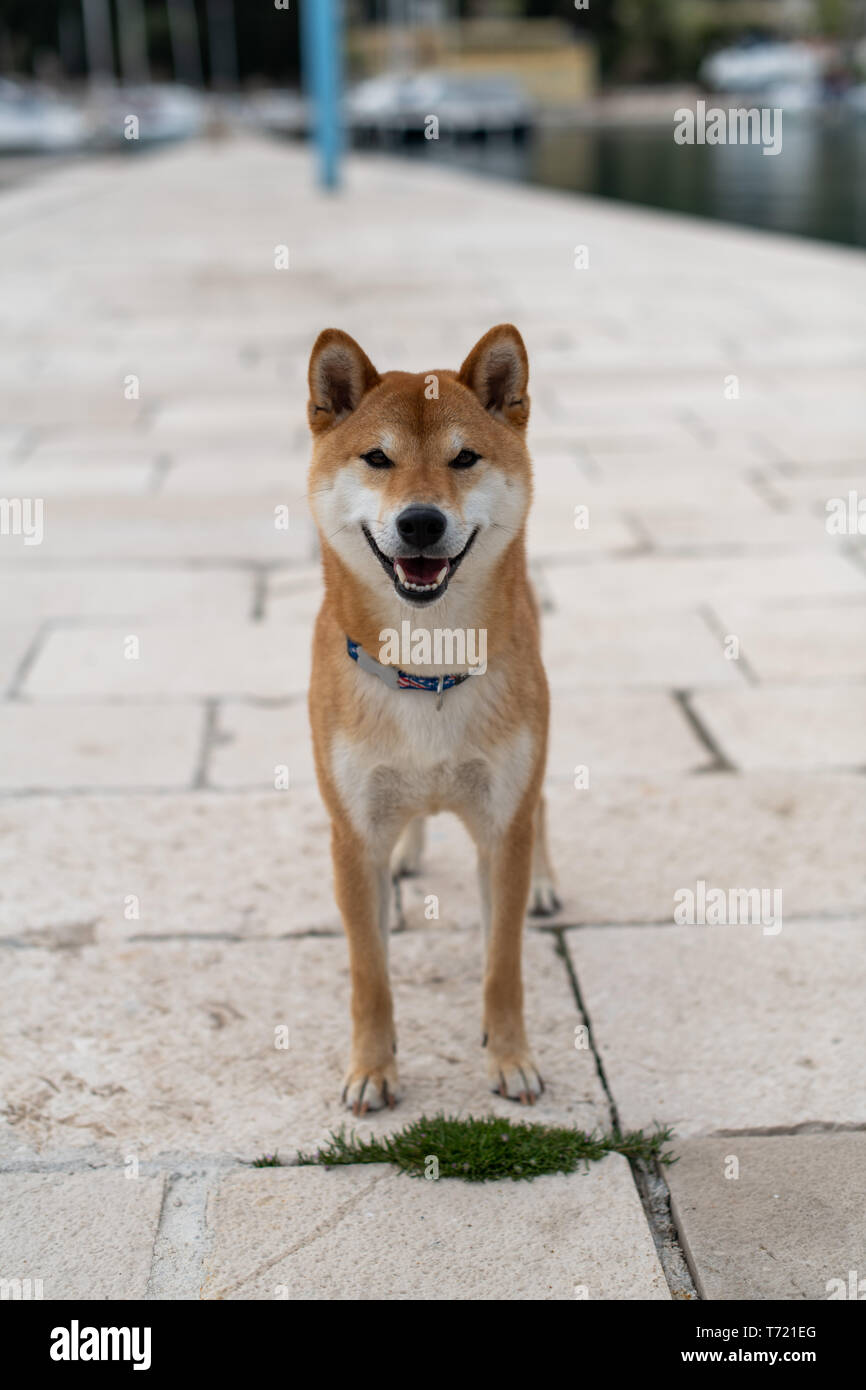 Japanese Shiba Inu Stock Photos Japanese Shiba Inu Stock