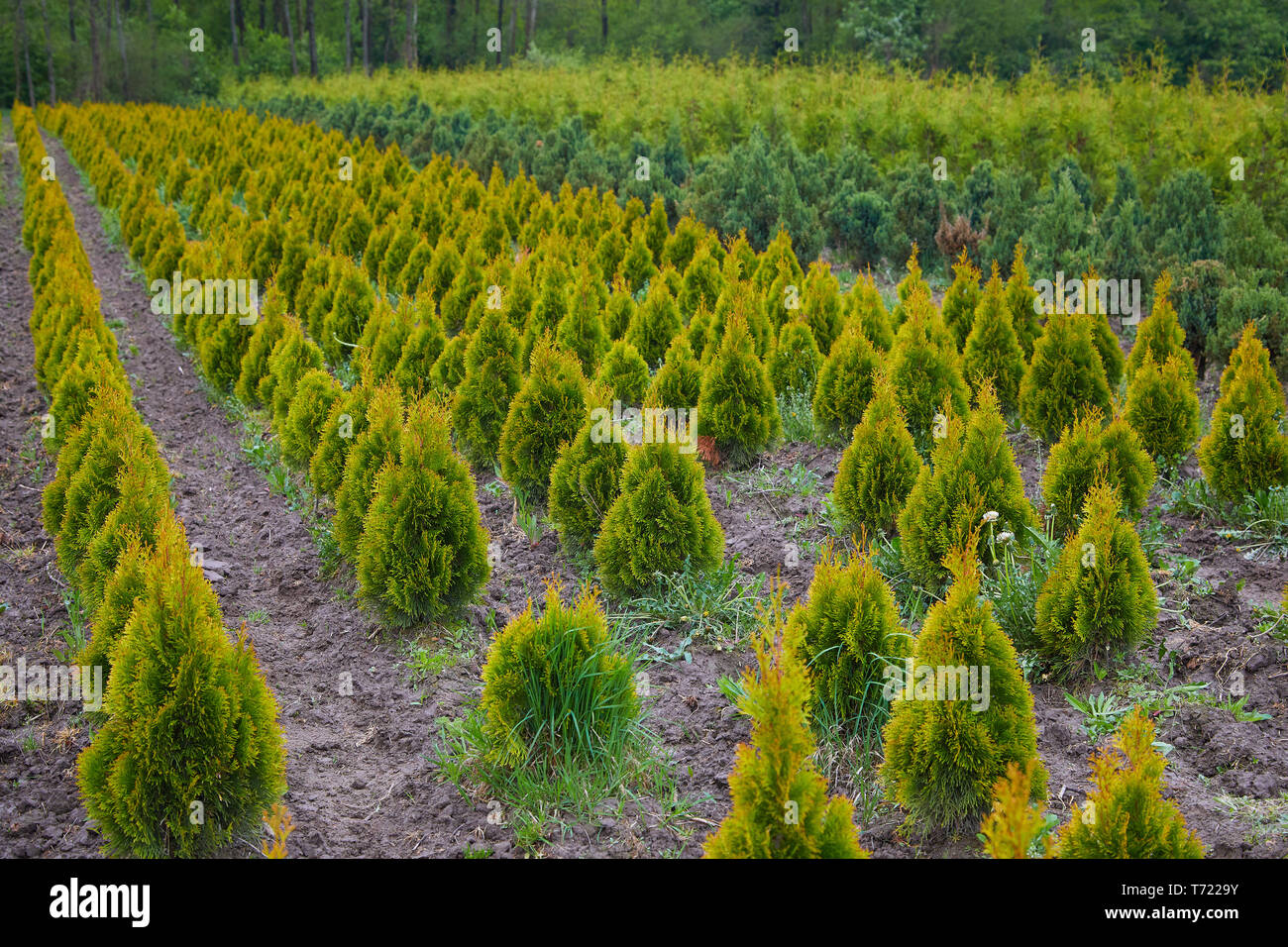 Thuja occidentalis in garden center. Plant nursery. Decorative potted plant at flower shop Stock Photo