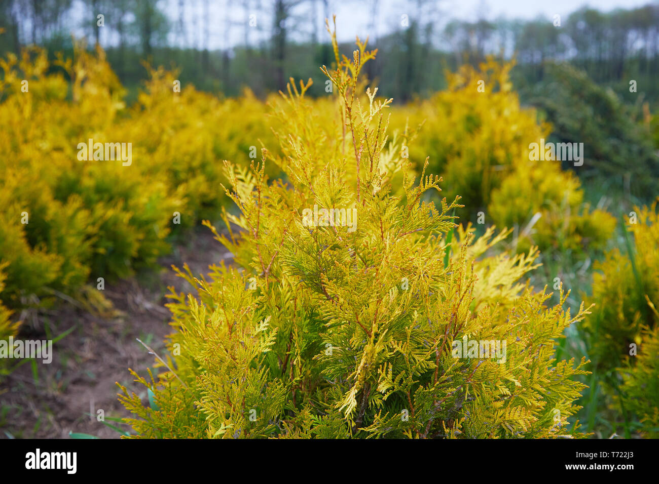 Thuja occidentalis in garden center. Plant nursery. Decorative potted plant at flower shop Stock Photo