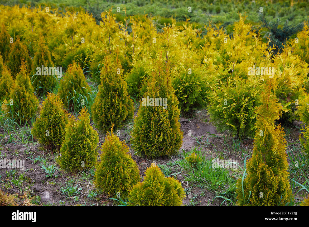 Thuja occidentalis in garden center. Plant nursery. Decorative potted plant  at flower shop Stock Photo - Alamy